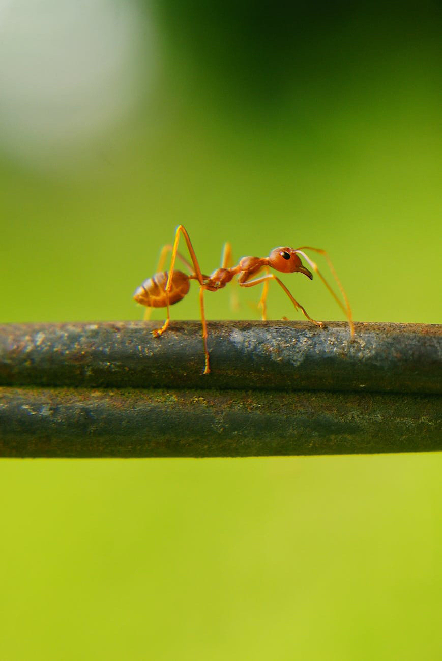 I cinesi contrabbandano anche formiche per la loro&nbsp;tradizione