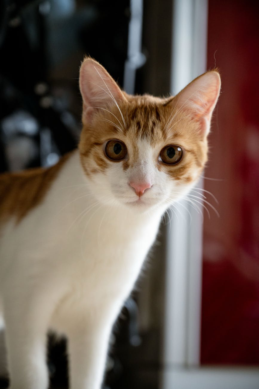 Federcontribuenti: tagliare IVA al pet&nbsp;food