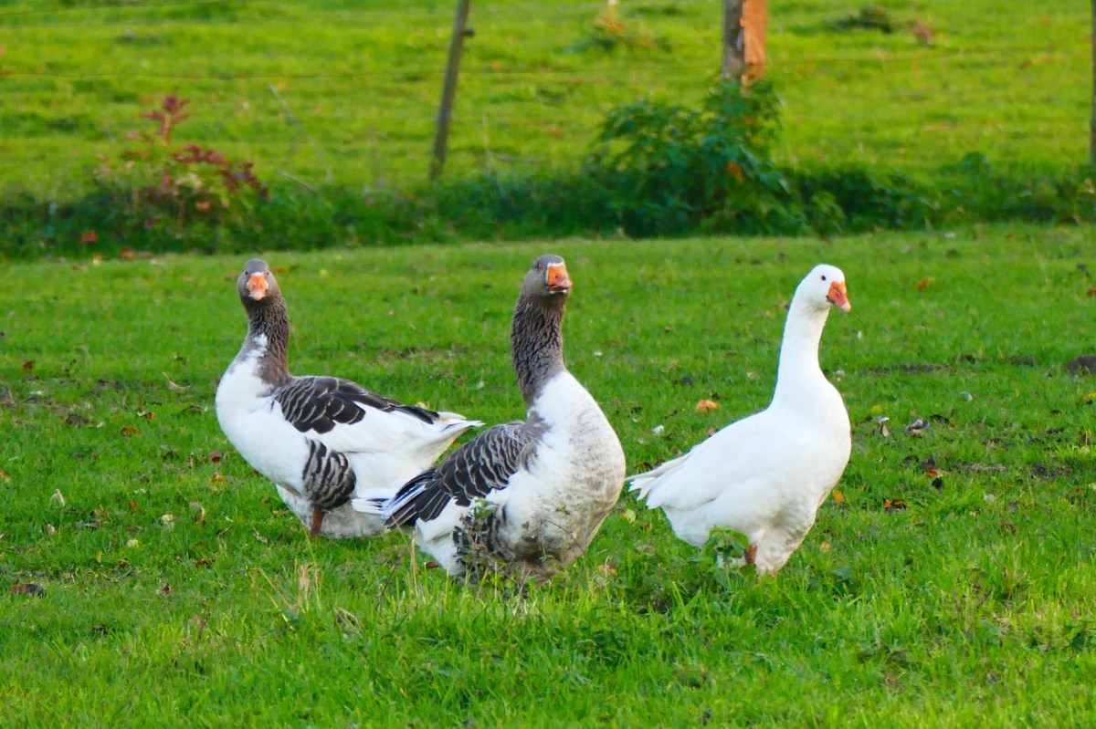 Non ancora finita a NY la lotta contro il foie&nbsp;gras