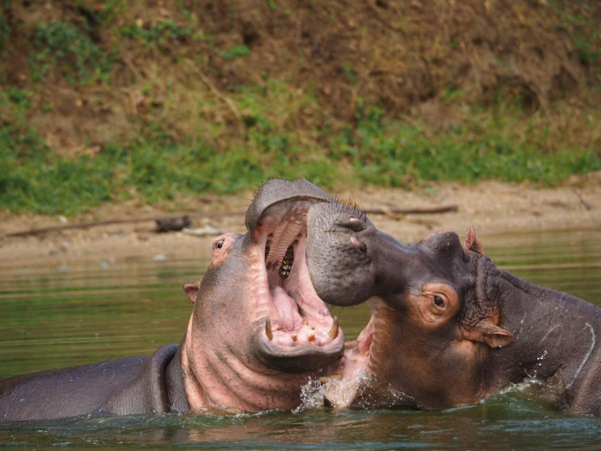 I danni provocati dallo zoo privato di&nbsp;Escobar