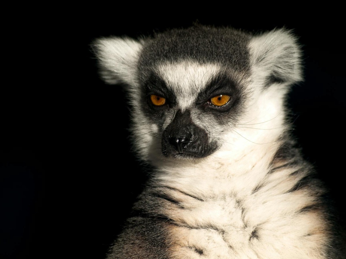 Comprendere il linguaggio dei&nbsp;lemuri