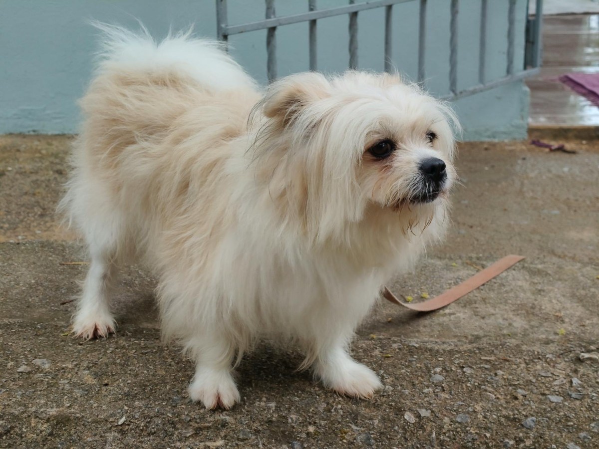 Area pet nell’aeroporto di&nbsp;Palermo
