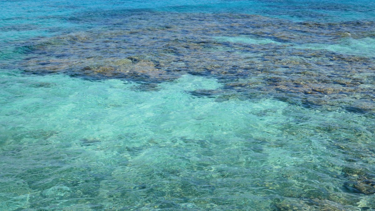 Turismo subacqueo danneggia la barriera&nbsp;corallina