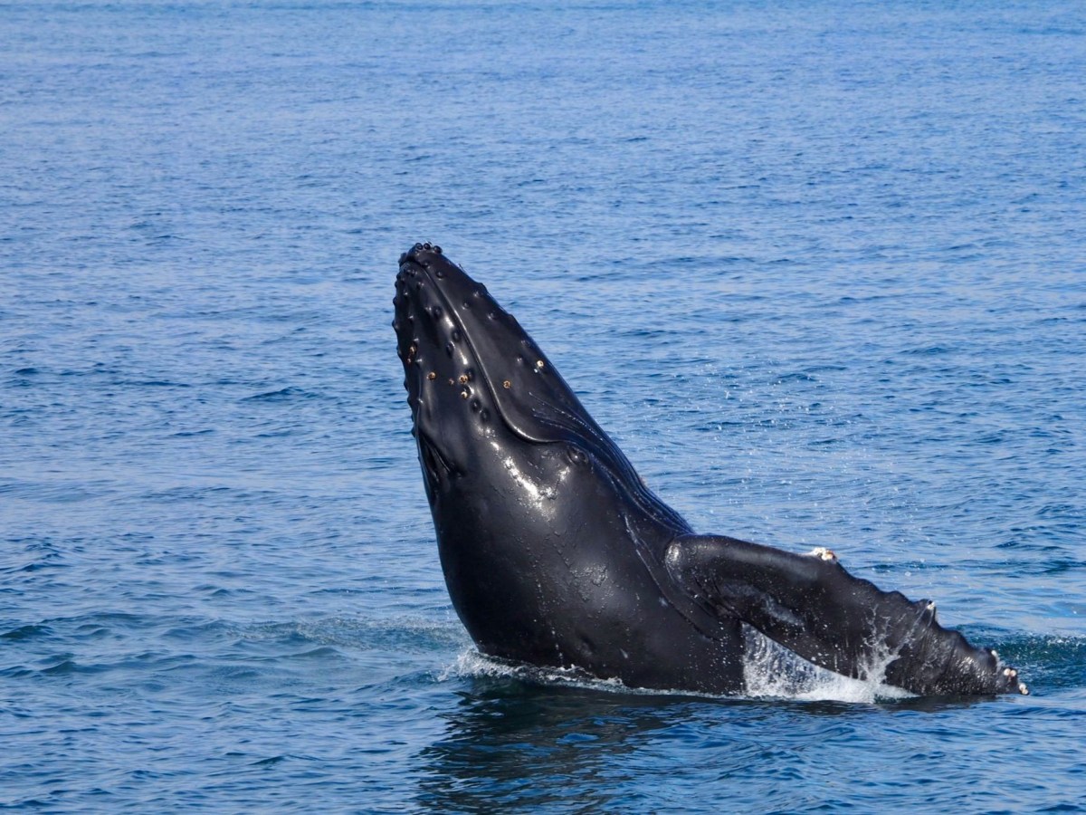 Islanda: riprende la caccia alle&nbsp;balene