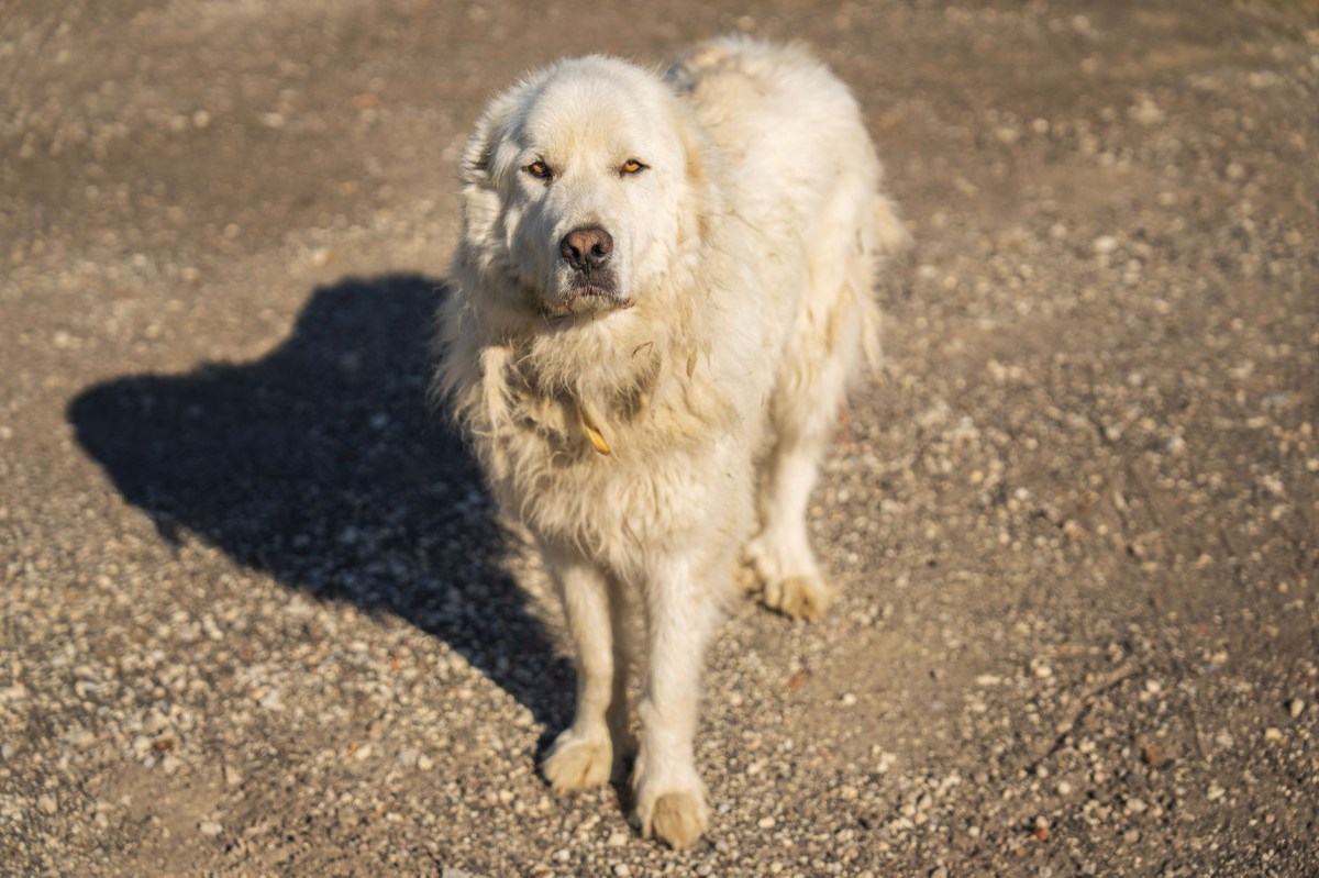 Veneto: cani da guardiania con contributo&nbsp;regionale