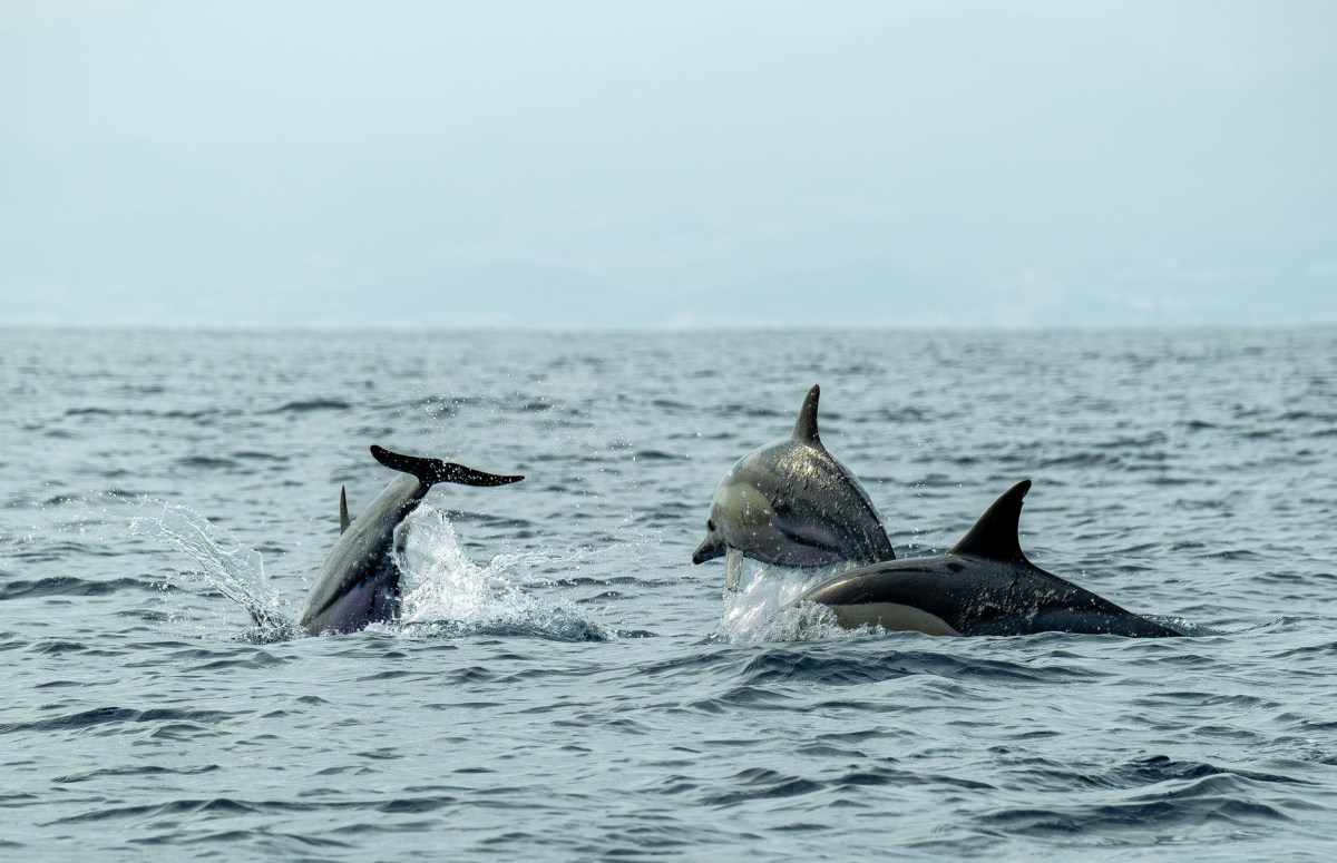 Delfini: costretti a seguire i pescherecci per&nbsp;nutrirsi