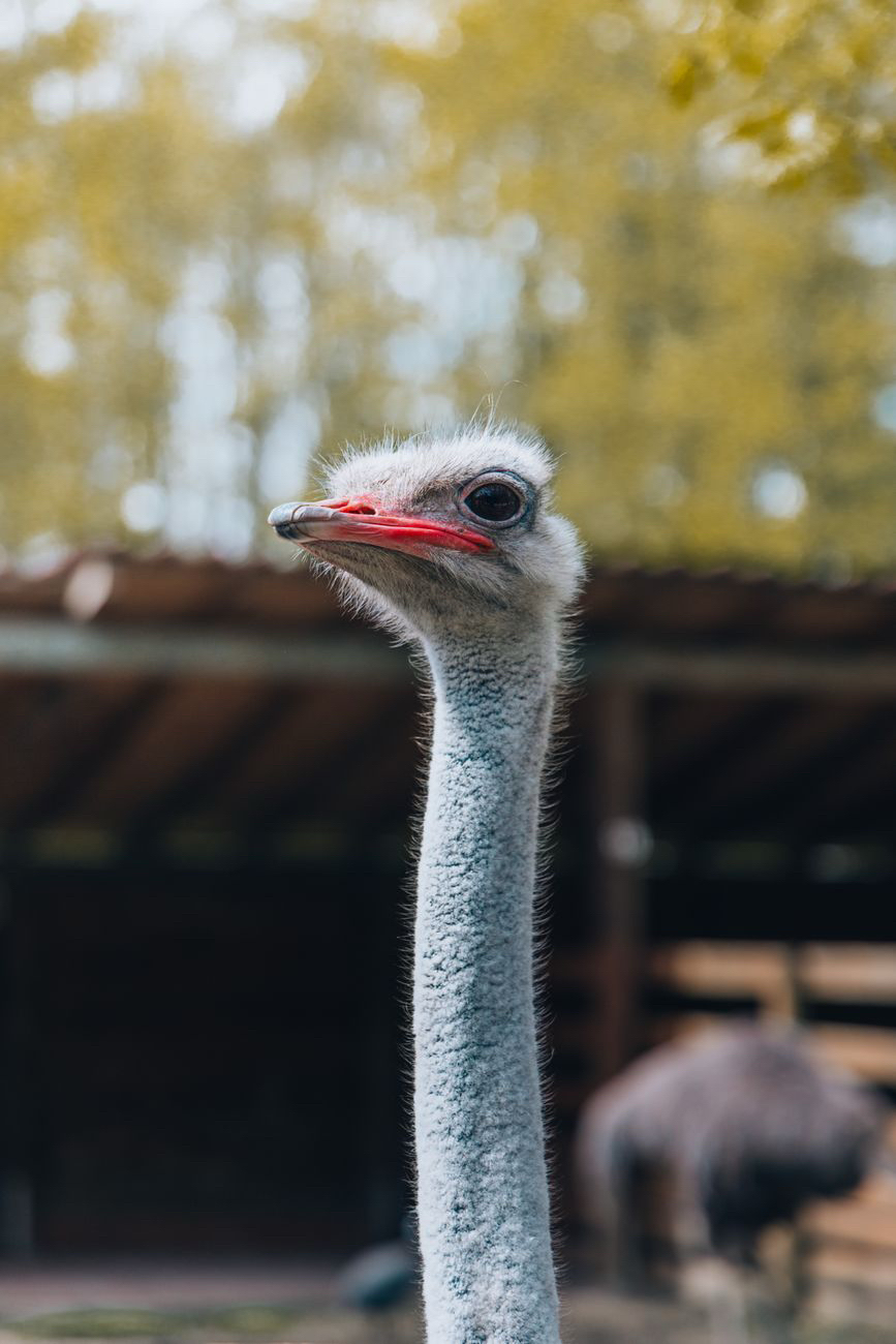 Traffico italiano di specie&nbsp;protette