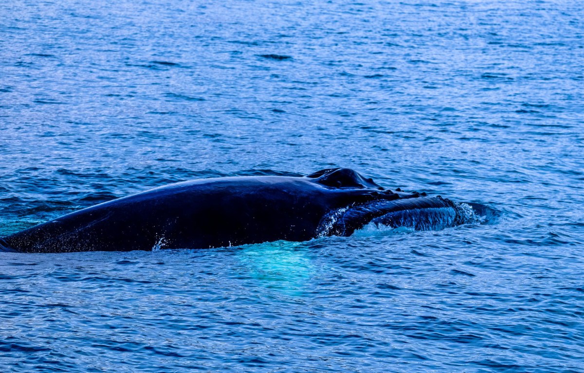 Una balena di 200&nbsp;anni