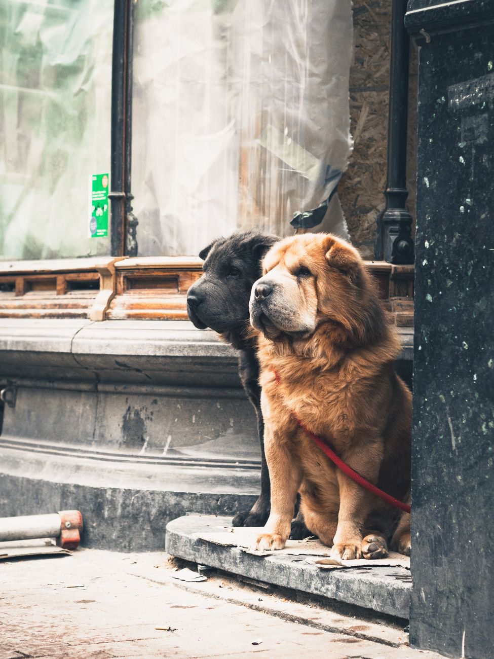 Amore animale anche in&nbsp;guerra