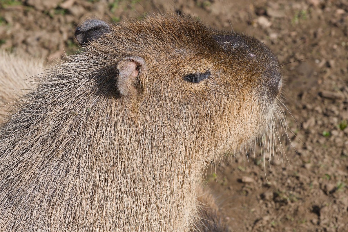 Contraddizioni degli Animal café&nbsp;giapponesi