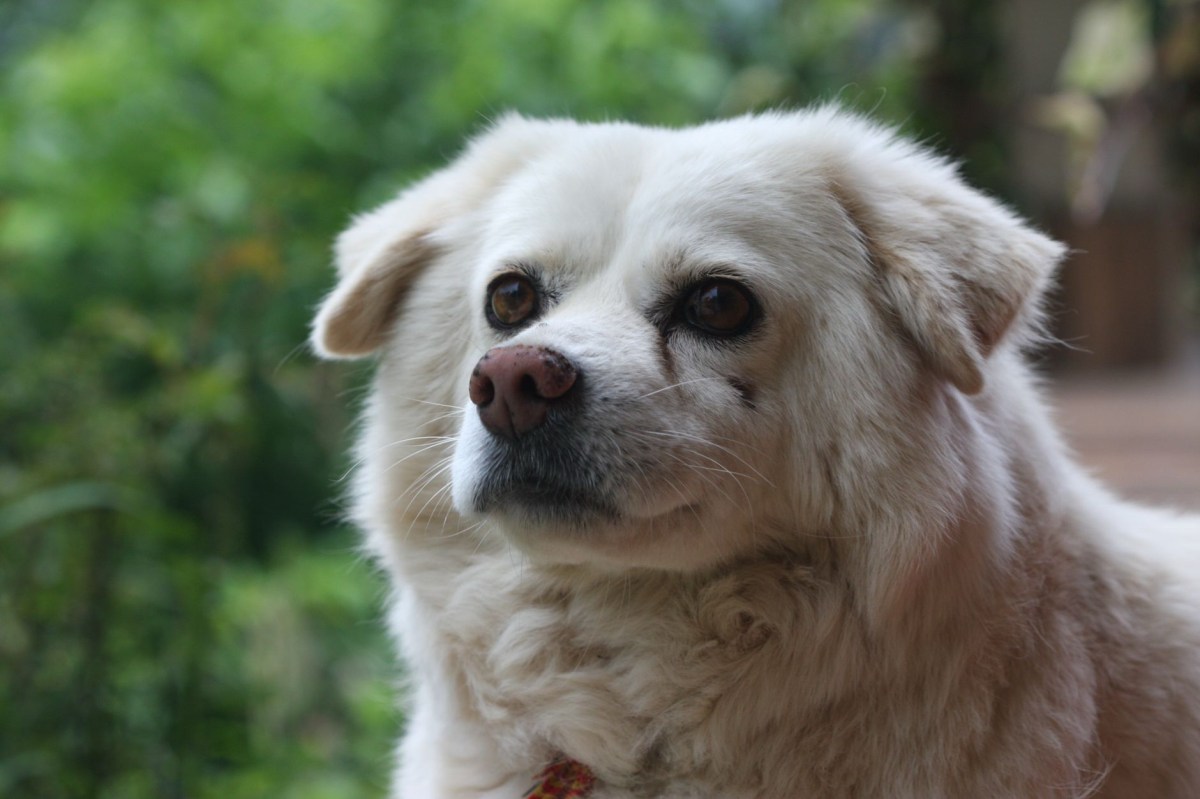 Cacciatore spara a un&nbsp;cane